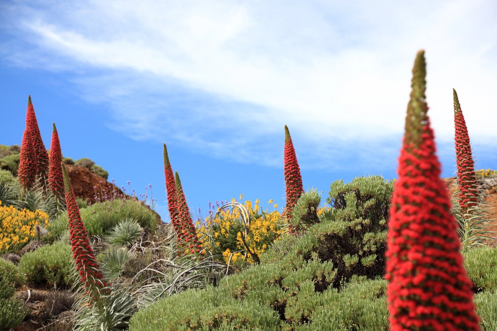 cosa fare tenerife in inverno